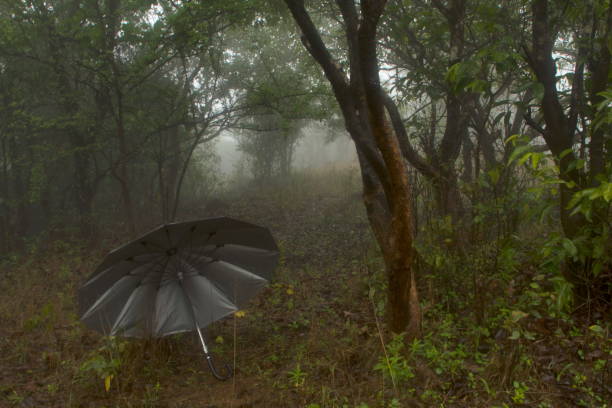 istock Forest landscape in monsoons in mahdei WLS, goa 1173785214