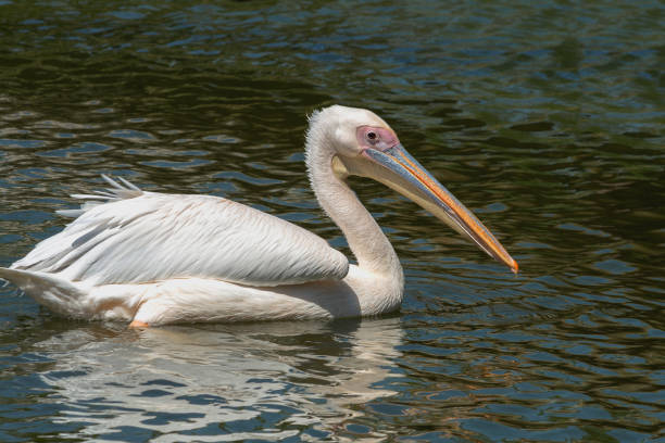 large white pelican with a yellow beak floats on the lake
