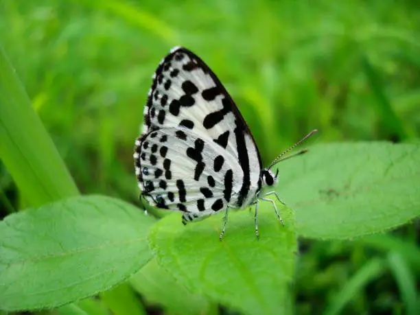 The Common Pierrot (Castalius rosimon rosimon) is a small butterfly found in India that belongs to the Lycaenids or Blues family. Khadakvasla dam, India. Male - Black spots and streaks on white wings. Female - Similar to the male but with the black markings on the upper and under sides broader.