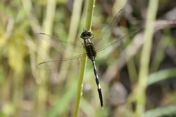Green Marsh Hawk. A species of Orthetrum sabina dragonfly. Sinhgad valley, India."n