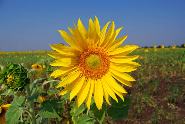 Sunflower (Helianthus annuus) Sunflowers in the bud stage exhibit heliotropism. At sunrise, the faces of most sunflowers are turned towards the east. Over the course of the day, they follow the sun from east to west, while at night they return to an eas girasol (helianthus annuus) girasoles en la etapa de la yema exhiben heliotropismo. al amanecer, los rostros de la mayoría de los girasoles se giran hacia el este. en el transcurso del día, siguen el sol de este a oeste, mientras que por la noche regresa