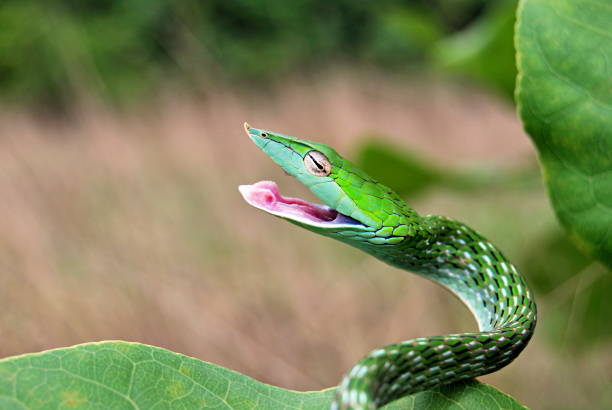 istock Vine snake, Ahaetulla nasuta at Agumbe. (Karnataka, India) 1173786648