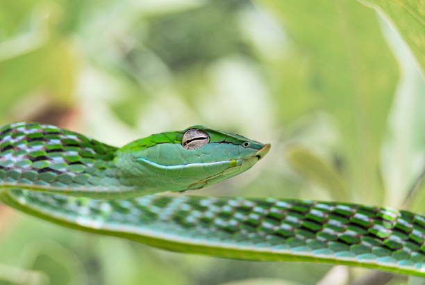 istock Vine snake, Ahaetulla nasuta at Agumbe. (Karnataka, India) 1173786655