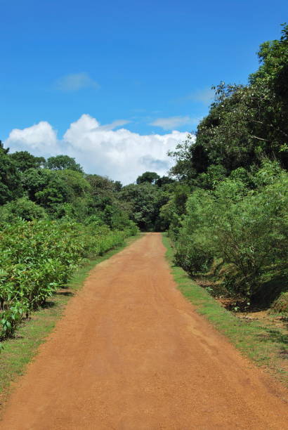 istock Way near Agumbe. (Karnataka, India) 1173786793
