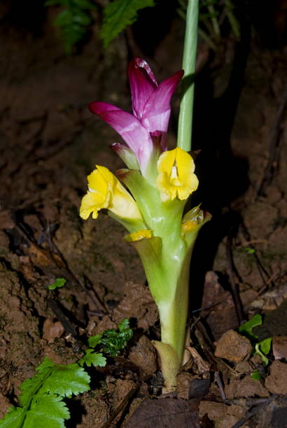 Name :Ran- halad Scientific Name: Curcuma pseudomontana Location: Mulashi , Pune. Description: It is an erect herb, growing to 75 cm tall, found on moist, shaded areas of wet forests and along sluggish grassy slopes of higher altitude. It has stout root nombre :ran- halad nombre científico: curcuma pseudomontana ubicación: mulashi , pune. descripción: es una hierba erecta, que crece hasta 75 cm de altura, que se encuentra en áreas húmedas y sombreadas de bosques húmedos y a lo largo de laderas herb�
