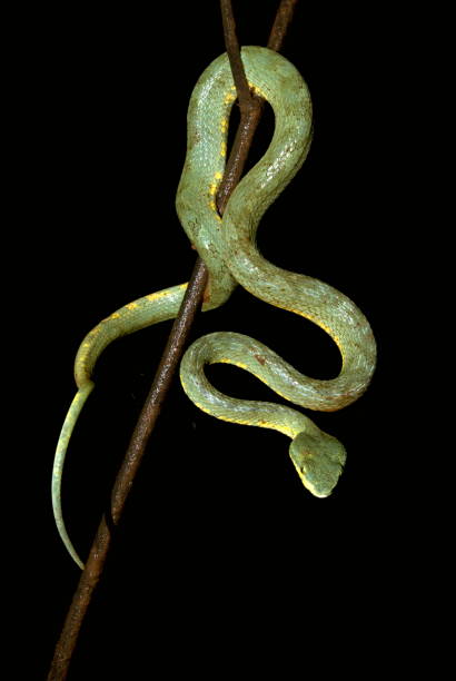 istock Name :Bamboo pit viper. Scientific Name: Trimerusurus graminis Location: Mulashi, Pune Description:  Common Pit viper in dry deciduous and moist deciduous forests of India. Bearing a heat sensor pits on the upper side of the nostril area. 1173786866