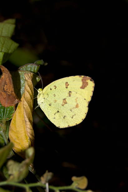 istock Name :Three spot grass yellow  Scientific Name: Eurema blanda Location: Pune Description:  Common butterfly found in and around Pune city. Upperside wings are bright yellow. Outer fore wing has black border broad in the apical area. Hind Wing has  a mar 1173786905