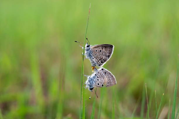 Name : Bright babul blue. Scientific Name: Azanus ubaldus Location: Barshi, Maharashtra. Description: Uncommon butterfly in dryer parts, very small and beautiful in appearance and usually found feeding on herbs of low hight. nombre : azul babul brillante. nombre científico: azanus ubaldus ubicación: barshi, maharashtra. descripción: mariposa poco común en partes secas, muy pequeña y hermosa en apariencia y por lo general se encontró alimentándose de hierbas de bajo alto