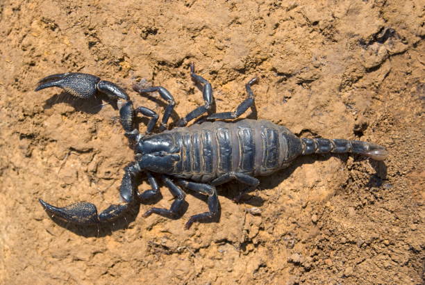 istock Name : Scorpion Scientific Name: Neoscorpiopes spp. Location:Tamhini, Pune. Description: Small scorpions found under stones and barks, in moist deciduous forests of Sahyadri hill ranges. 1173787401