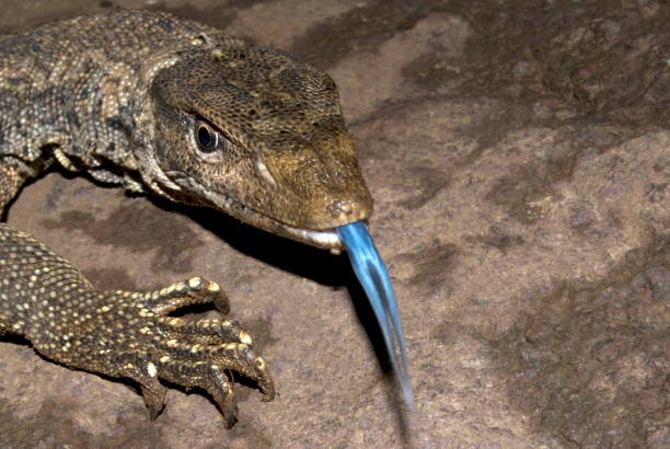istock Name : Monitor lizard Scientific Name: Varanus bengalensis Location:Mulshi, Pune. Description: It also known as biawak. They have a distinctive upper set of teeth to hold their predator , long necks, powerful tails  and claws, and well-developed limbs. 1173787456