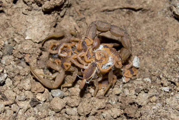 Photo of Name : Red scorpion female with young ones Scientific Name: Hotentotta tamulus Location: Bapdev ghat Pune Description: scorpions and their relatives are well known for their parental care as they use to carry the young ones after hatching out from the e