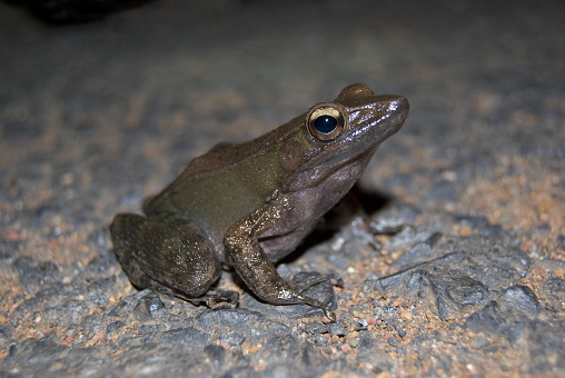 The bronzed frog (Hylarana temporalis), Amboli