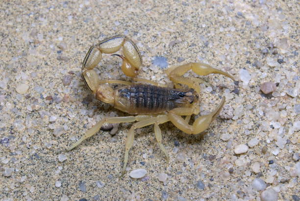 istock The Indian Red Scorpion (Hottentotta tamulus) 1173787602