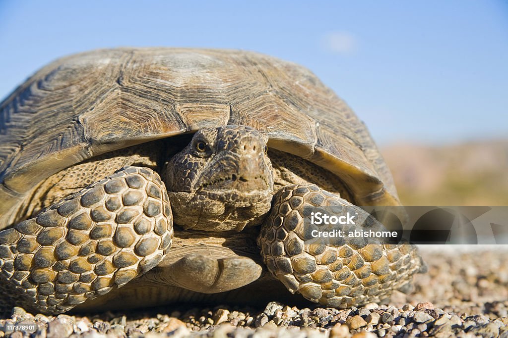 Gopherschildkröte - Lizenzfrei Wüstenschildkröte Stock-Foto