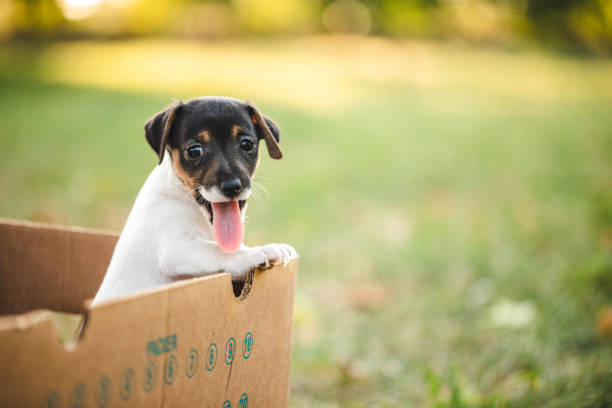 Look who is peeking from the box Puppy dog peeking out from the box, outdoor on meadow, sticking out tongue box of puppies stock pictures, royalty-free photos & images
