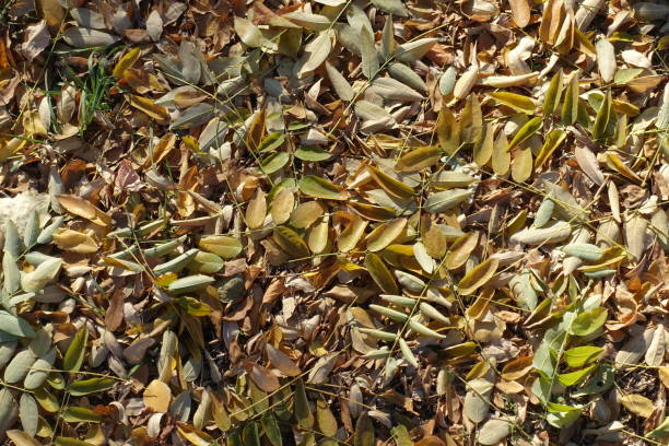 Background - fallen leaves of Sophora japonica in autumn Background - fallen leaves of Sophora japonica in autumn styphnolobium japonicum stock pictures, royalty-free photos & images