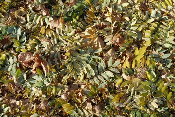 Glade covered with fallen leaves of Sophora japonica in autumn Glade covered with fallen leaves of Sophora japonica in autumn styphnolobium japonicum stock pictures, royalty-free photos & images