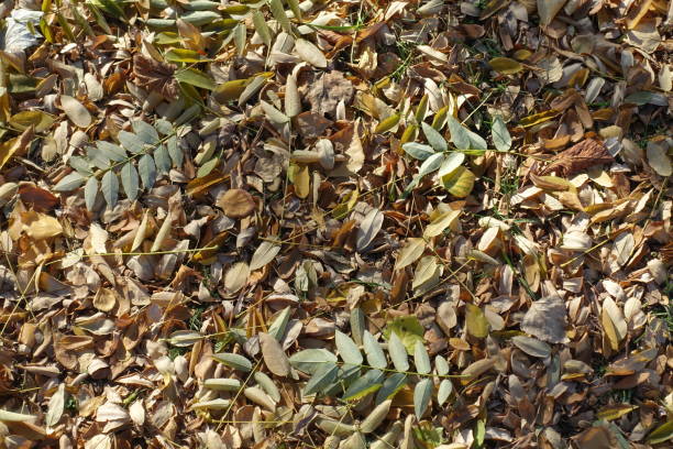 Fallen leaves of Sophora japonica on the ground in autumn Fallen leaves of Sophora japonica on the ground in autumn styphnolobium japonicum stock pictures, royalty-free photos & images