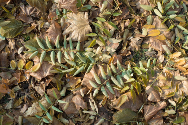 Leaves of Sophora japonica on the ground in November Leaves of Sophora japonica on the ground in November styphnolobium japonicum stock pictures, royalty-free photos & images