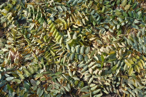 Greenish yellow fallen leaves of Sophora japonica in autumn Greenish yellow fallen leaves of Sophora japonica in autumn styphnolobium japonicum stock pictures, royalty-free photos & images