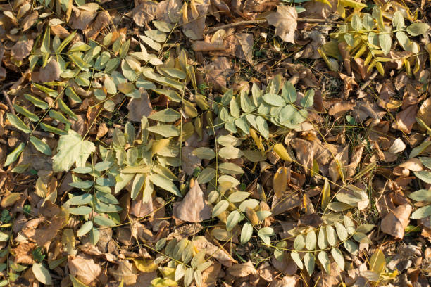 View of fallen leaves of Sophora japonica from above View of fallen leaves of Sophora japonica from above styphnolobium japonicum stock pictures, royalty-free photos & images