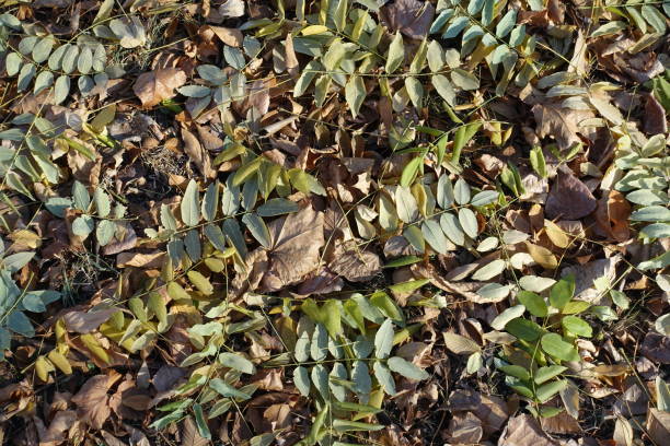 Top view of fallen leaves of Sophora japonica in autumn Top view of fallen leaves of Sophora japonica in autumn styphnolobium japonicum stock pictures, royalty-free photos & images