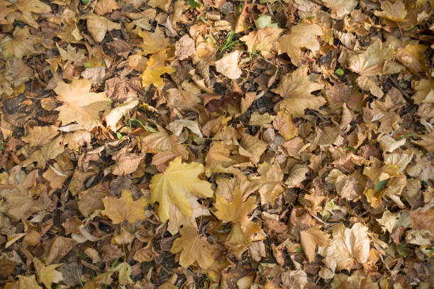 istock Brown fallen leaves of maple from above 1173792881