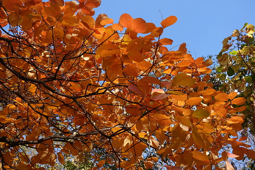 Bright orange autumnal foliage of smoke tree against blue sky