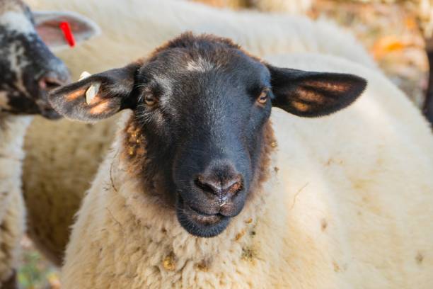 istock Portrait of Single Sheep Close-up 1173795398