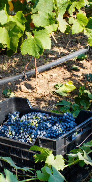 istock Vendemmia - grape harvest in a vineyard 1173797610