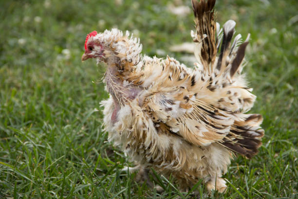 Thousand Flower of Uccle Hen Profile view of a free range frizzle mille fleur d'Uccle hen walking through the grass, her neck is nearly bald of feathers as she is going through that awkward molting stage. 

Frizzle chicken's feathers curl outward instead of laying flat like a traditional bird's feathers giving frizzles a unique appearance. molting stock pictures, royalty-free photos & images
