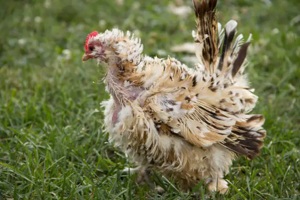 Profile view of a free range frizzle mille fleur d'Uccle hen walking through the grass, her neck is nearly bald of feathers as she is going through that awkward molting stage. 

Frizzle chicken's feathers curl outward instead of laying flat like a traditional bird's feathers giving frizzles a unique appearance.