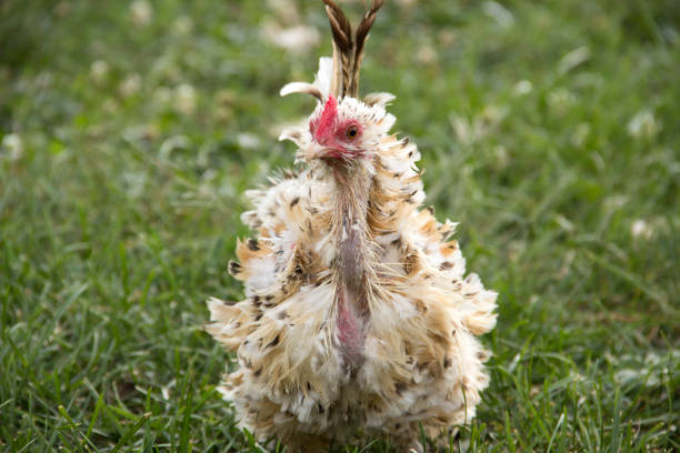 Photograph of a free range frizzle mille fleur d'Uccle hen facing the viewer, her neck is nearly bald of feathers as she is going through that awkward molting stage. Frizzle chicken's feathers curl outward instead of laying flat like a traditional bird's feathers giving frizzles a unique appearance.
