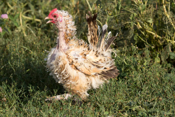 Thousand Flower of Uccle Photograph of a free range frizzle mille fleur d'Uccle hen standing tall and proud, her beak is open giving the impression that she is talking. Her neck is nearly bald of feathers as she is going through that awkward molting stage. 

Frizzle chicken's feathers curl outward instead of laying flat like a traditional bird's feathers giving frizzles a unique appearance. molting stock pictures, royalty-free photos & images