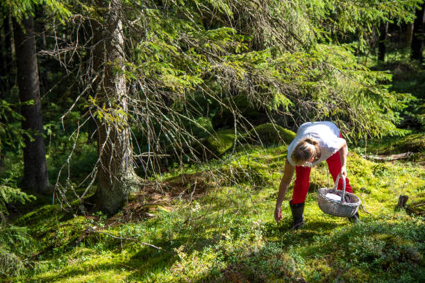 istock Woman picking mushrooms and berries in forest 1173799715
