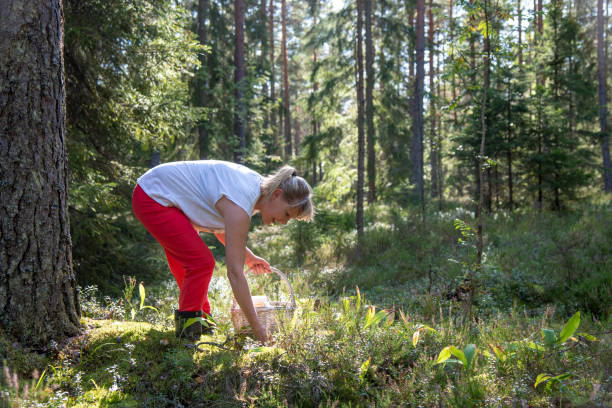 istock Woman picking mushrooms and berries in forest 1173799751