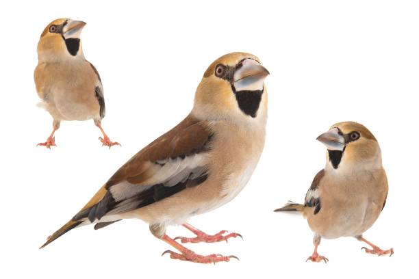 istock Collage of three Hawfinch, Coccothraustes coccothraustes, isolated on white background. Female 1173802842