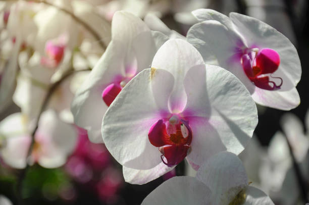 istock White orchid in bloom in the garden 1173802854