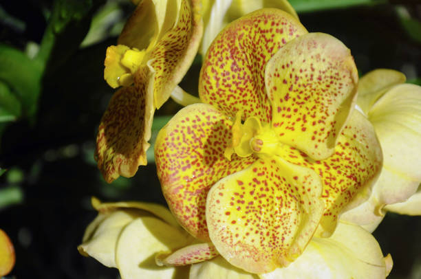 istock Vanda orchid blooming in the garden 1173802858