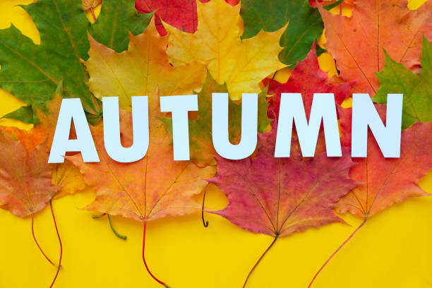 istock Leaves of paper fall red, orange, yellow leaf fall. Autumn concept 1173803340