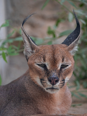 Caracal Endangered Wild Cat Held In Captivity Stock Photo - Download