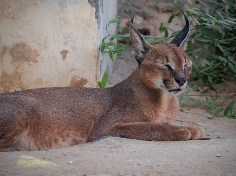 Caracal Endangered Wild Cat Held In Captivity Stock Photo - Download