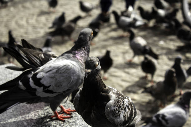 istock Pigeons in street 1173805050