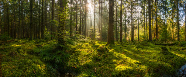 Rays of sunlight streaming through mossy forest clearing woodland panorama Golden beams of early morning sunlight streaming through the pine needles of a green forest to illuminate the soft mossy undergrowth in this idyllic woodland glade. forest floor stock pictures, royalty-free photos & images
