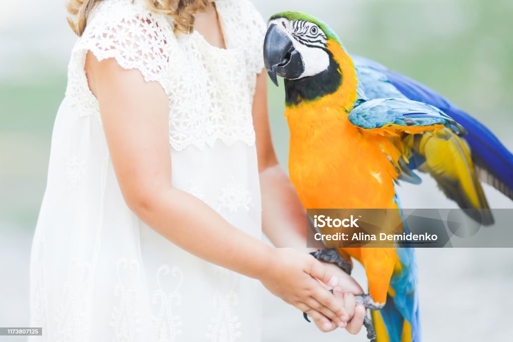 Making Photo Of Exotic Animals Little Girl With Macaw Parrot Stock Photo -  Download Image Now - iStock
