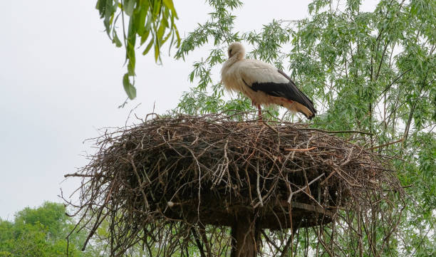 istock Heron with Young in nest in a forest 1173807146