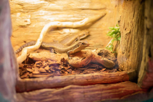 ペットショップのテラリウムの小さなイグアナ。 - lizard reptile branch textured ストックフォトと画像
