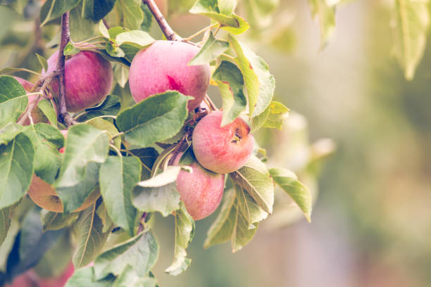 istock Red Apple organic farm autumn harvest 1173807321