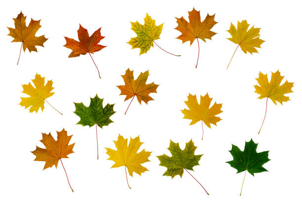 istock Yellow, green and orange maple leaves isolated on white background 1173807506