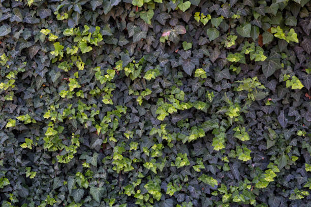 istock Wall of light and dark green ivy. Backgrounds and textures 1173807528